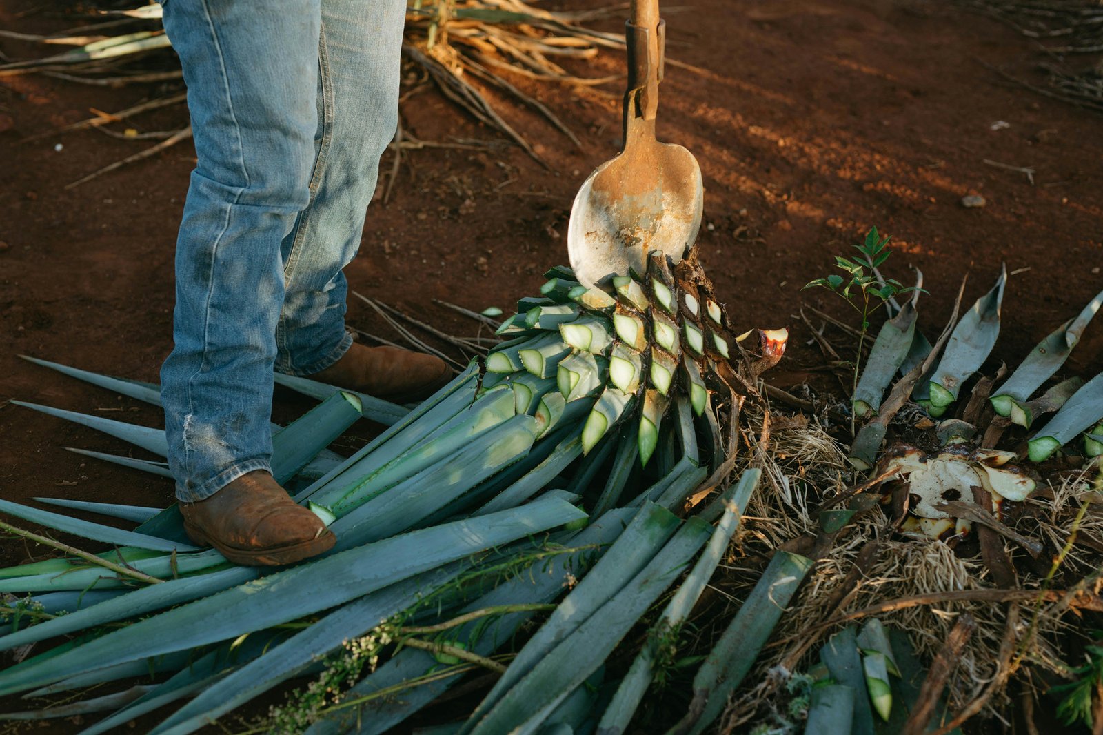 XA Mezcal