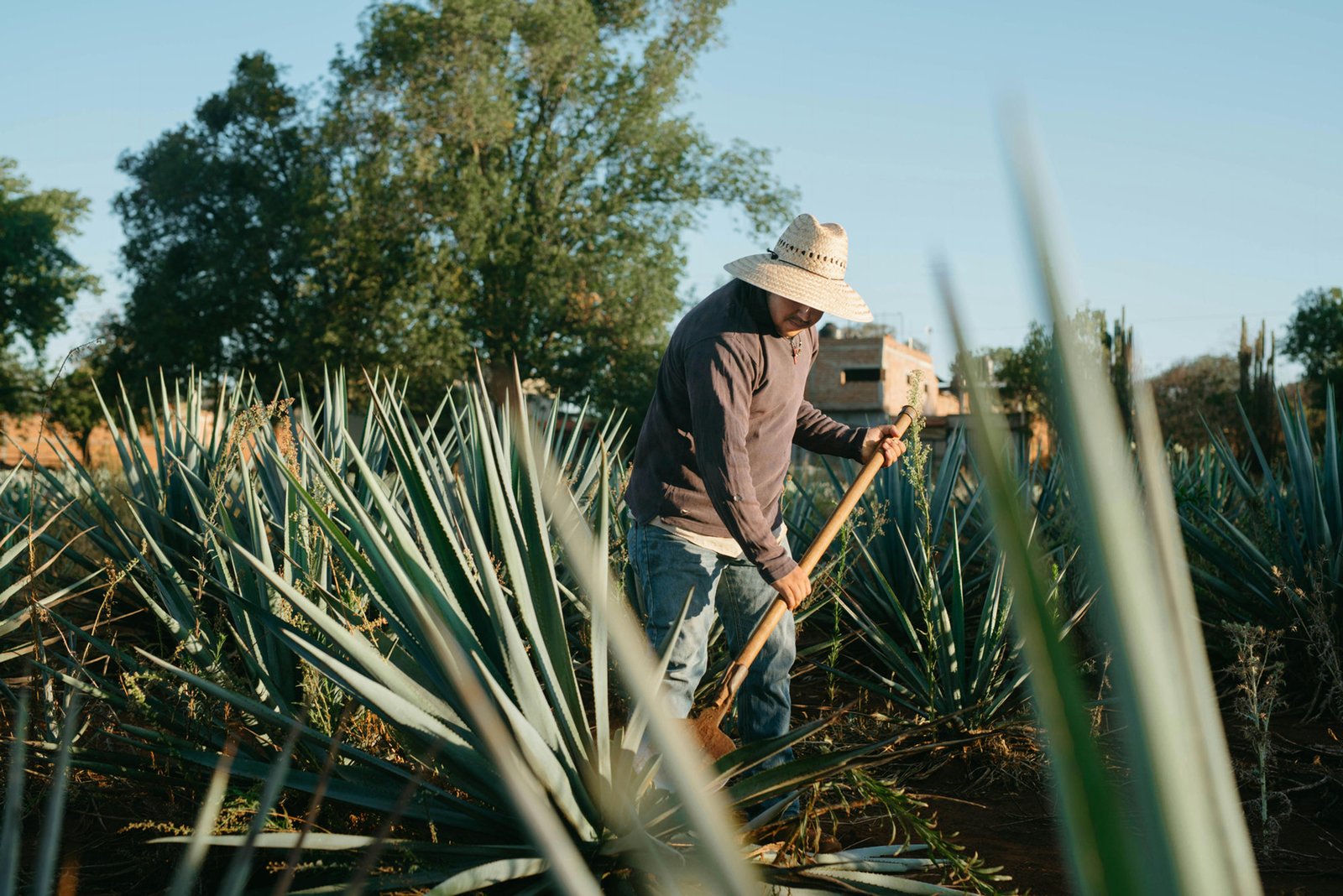 Jimador en campo de agave